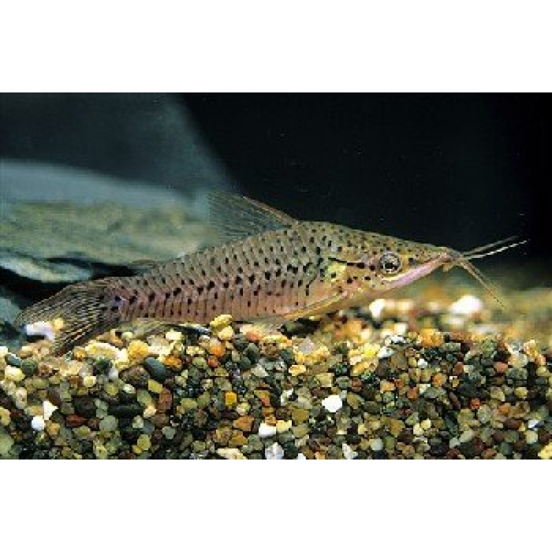 Dianema Longibarbis 4cm